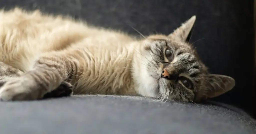 Wat was de betekenis van godin Bastet voor katten?