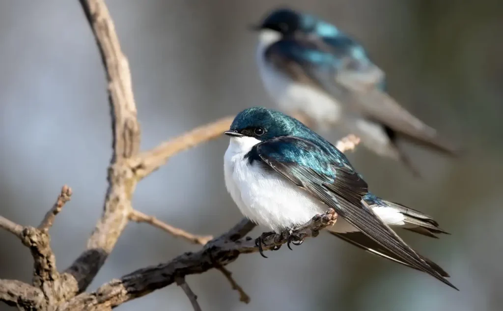 Wat zijn de kenmerken van trekvogels zoals zwaluwen?