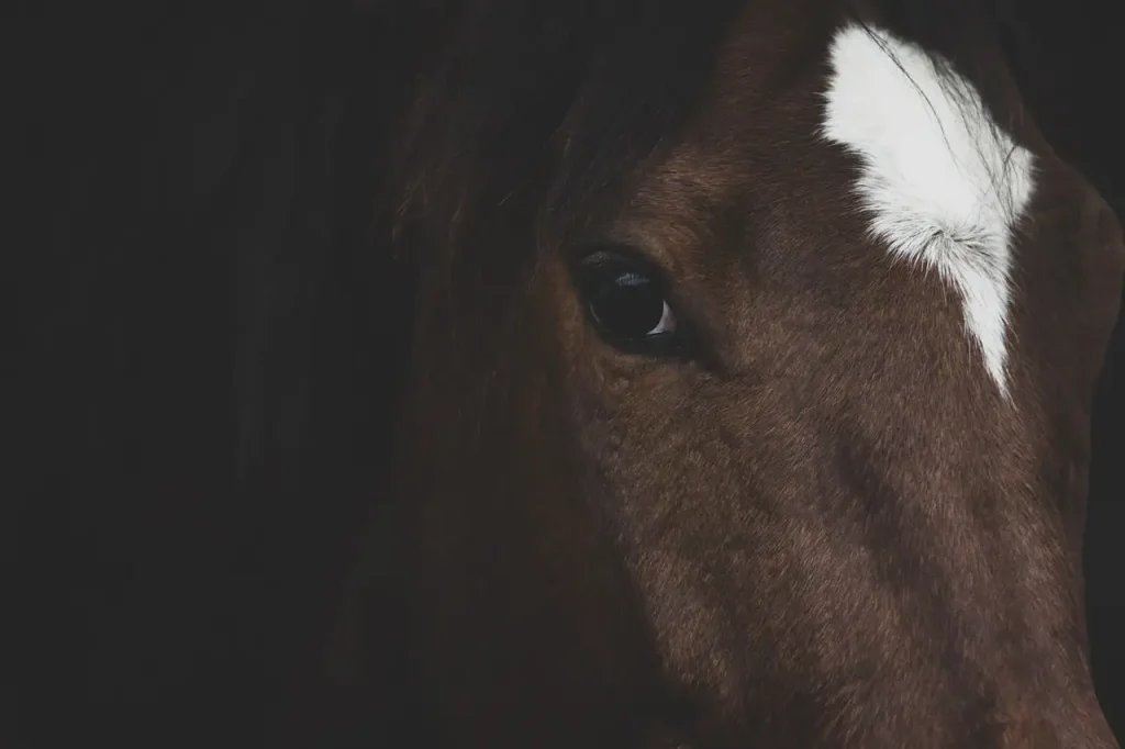 Welk paard past bij mij? Ontdek jouw perfecte match!
