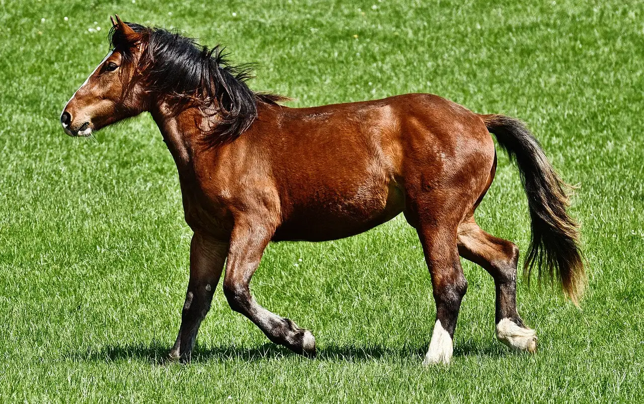 Welk paard past bij mij? Ontdek jouw perfecte match!