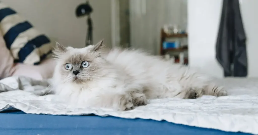 Welk ras kat past bij mij? Ontdek jouw perfecte kattenmaatje!