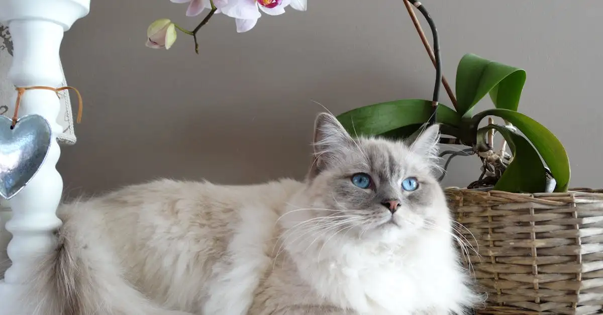 Welk ras kat past bij mij? Ontdek jouw perfecte kattenmaatje!