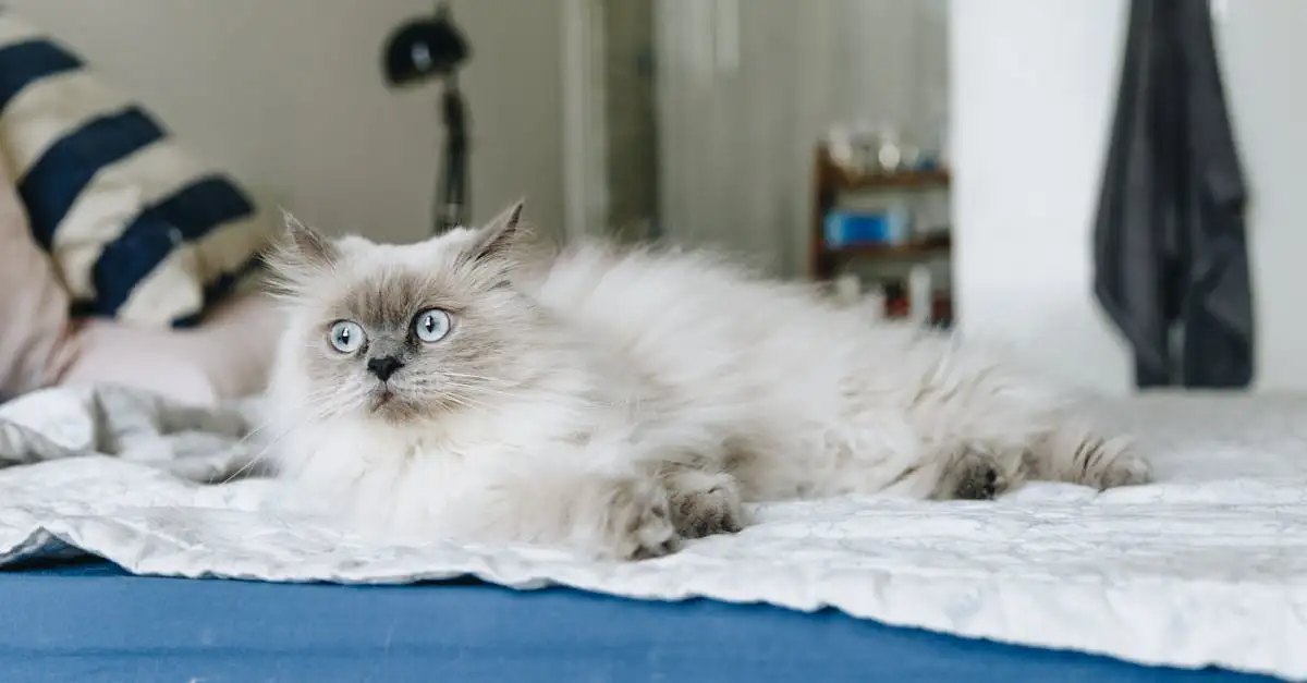 Welk ras kat past bij mij? Ontdek jouw perfecte kattenmaatje!