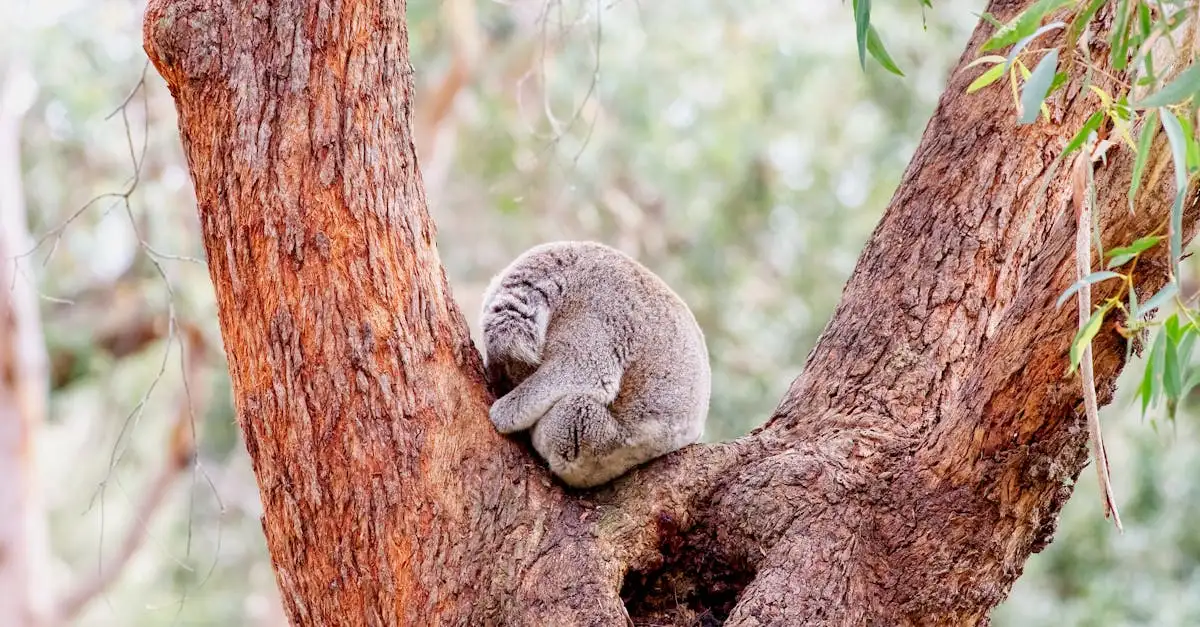 Welke dieren staan er op Australische munten afgebeeld?
