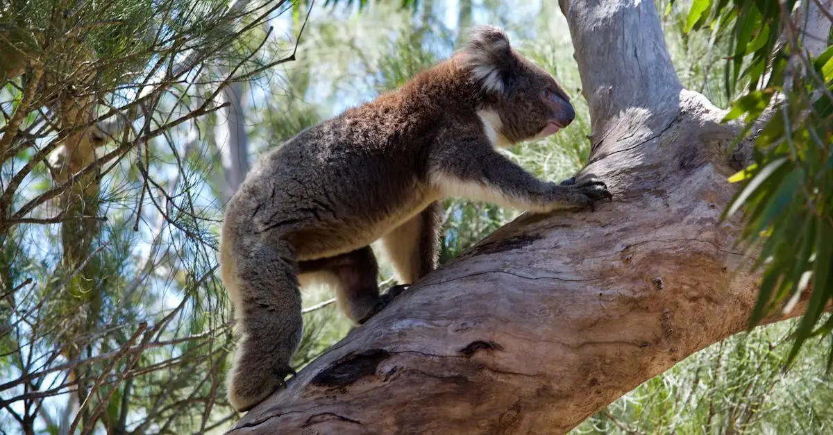 Welke dieren zijn de unieke symbolen van Australië?
