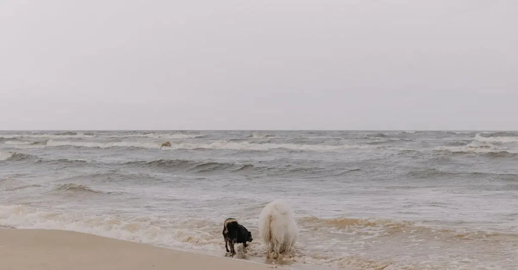 Welke hond past bij mijn sterrenbeeld? Ontdek jouw perfecte match!