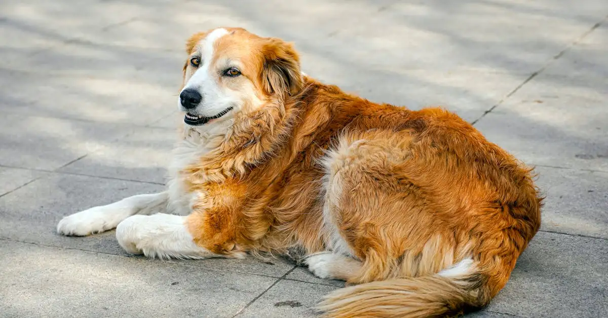 Welke hond past bij mijn sterrenbeeld? Ontdek jouw perfecte match!