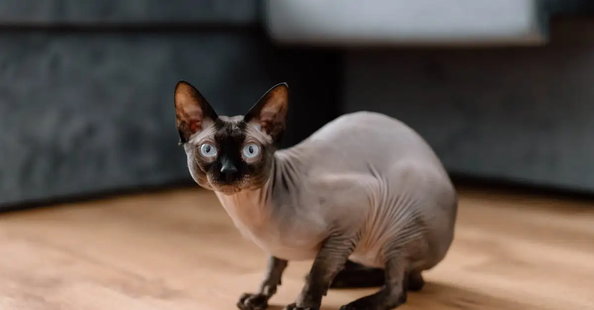 Welke kat bij allergie? Ontdek hypoallergene rassen hier!