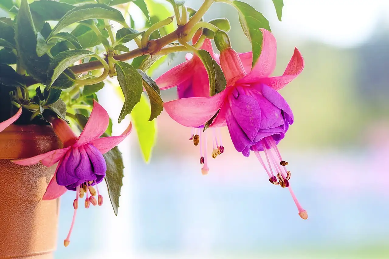 Welke kleur past bij fuchsia? Ontdek de perfecte combinaties!