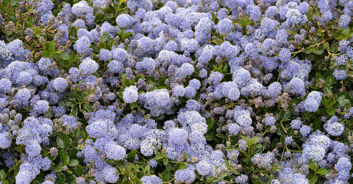 Welke plant past bij lavendel? Ontdek de beste combinaties!