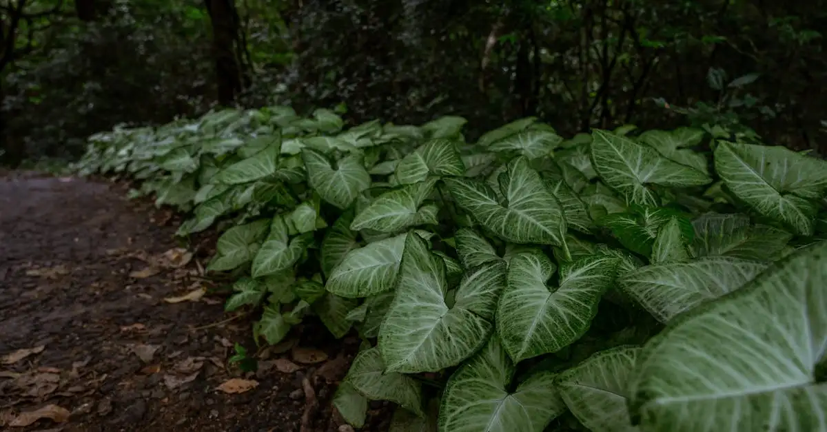 Welke planten groeiden naast dinosaurussen? Ontdek het hier!
