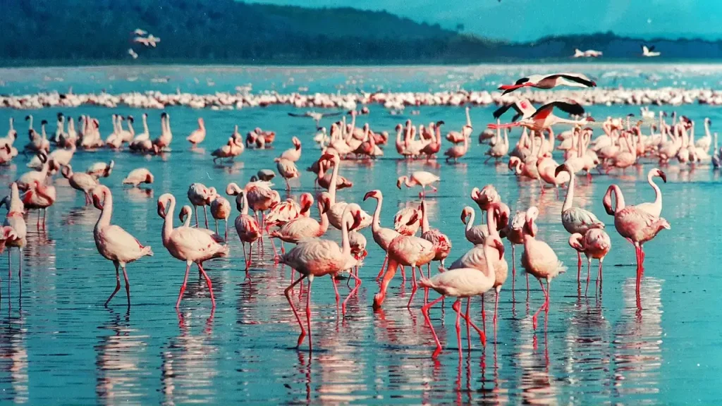 Welke regio beschermt Lake Nakuru National Park in Kenia?
