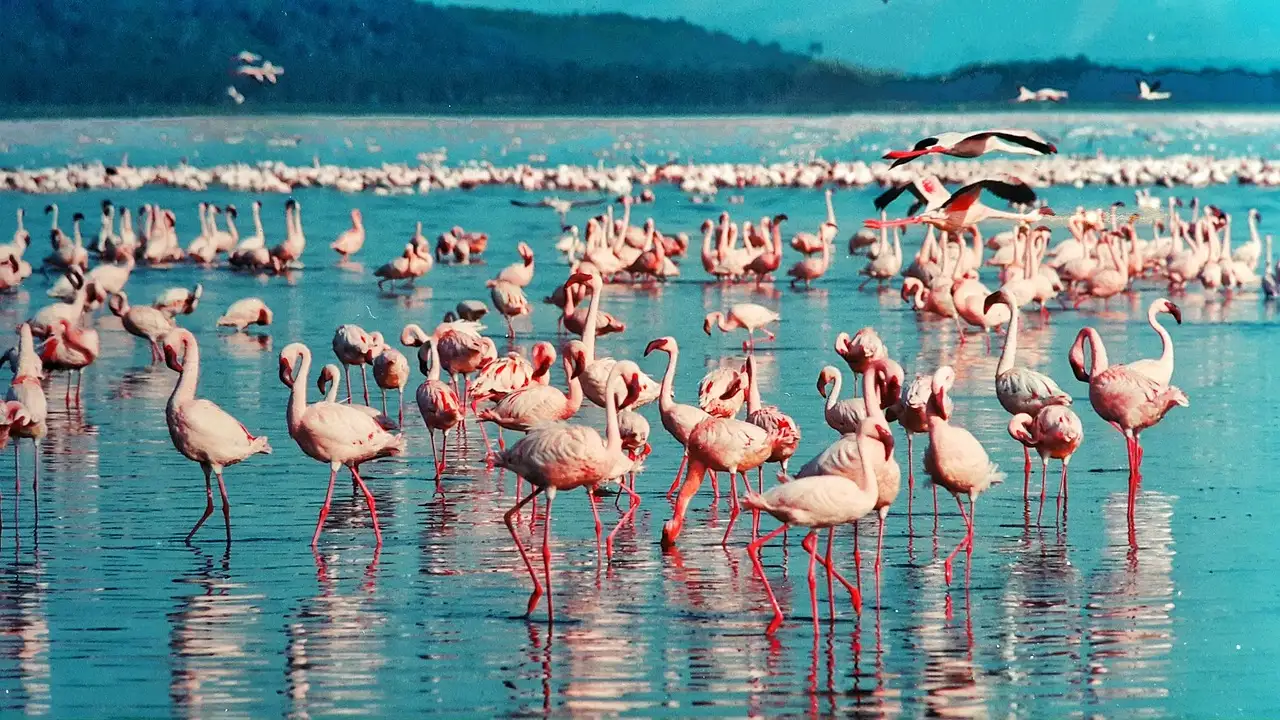 Welke regio beschermt Lake Nakuru National Park in Kenia?
