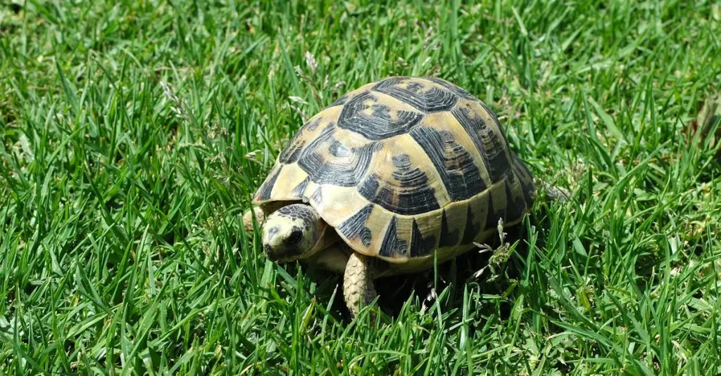 Welke rol speelde Kurma, de schildpad-incarnatie van Vishnu?