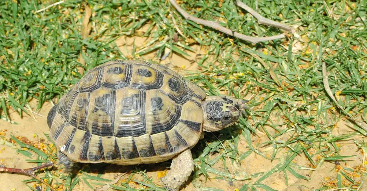 Welke rol speelde Kurma, de schildpad-incarnatie van Vishnu?