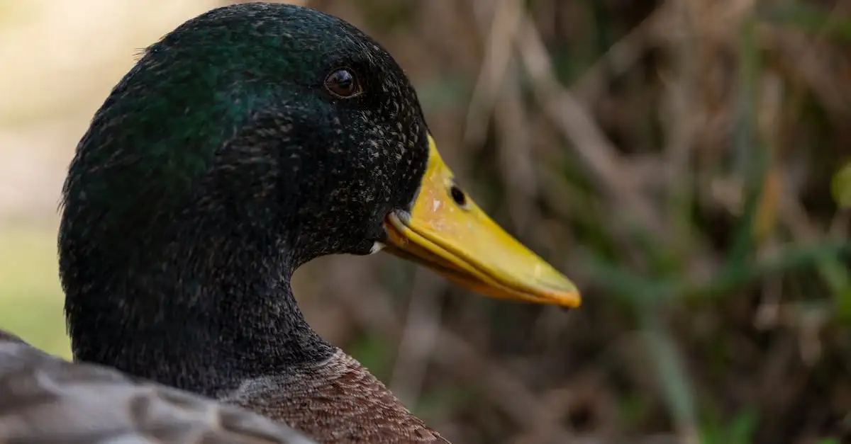Welke vogel is het liefste en leukste als huisdier?