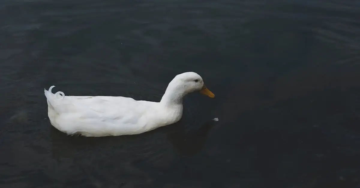 Welke vogel is het liefste en leukste als huisdier?