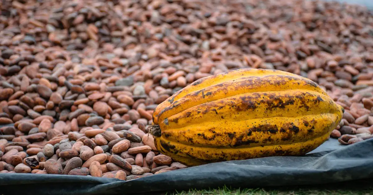 Hoe gebruikten de Maya's cacao in hun cultuur?