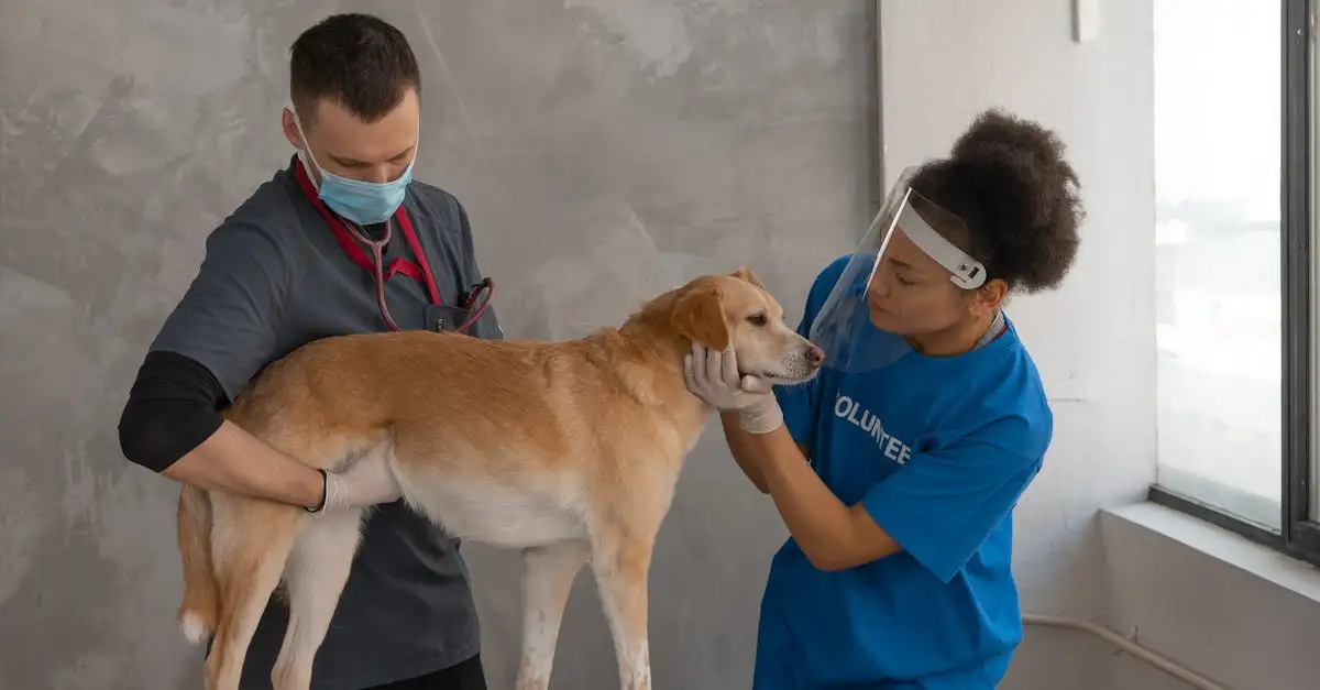 Hoe hielpen honden vroege menselijke samenlevingen?