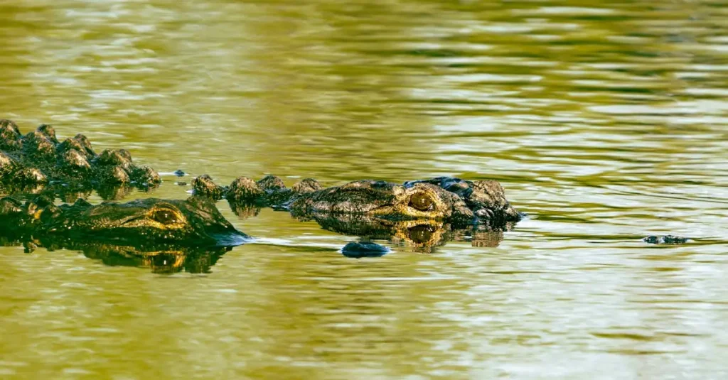 Hoe lang blijven krokodillen onder water? Ontdek het hier!
