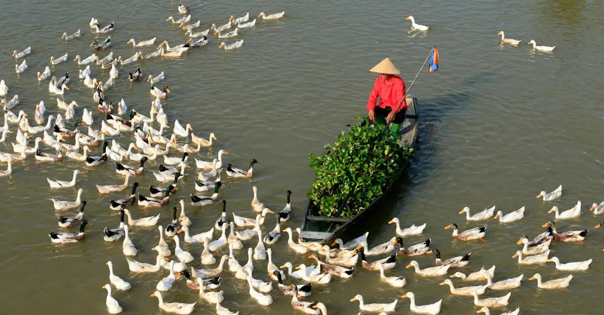 Hoe navigeren vogels tijdens lange migraties?