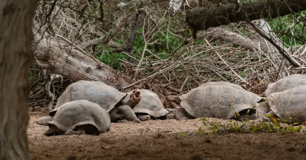 Hoe ontdekte Darwin zijn theorie van de evolutie?