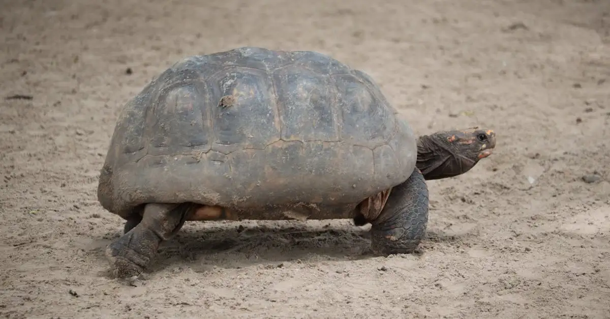 Hoe ontdekte Darwin zijn theorie van de evolutie?