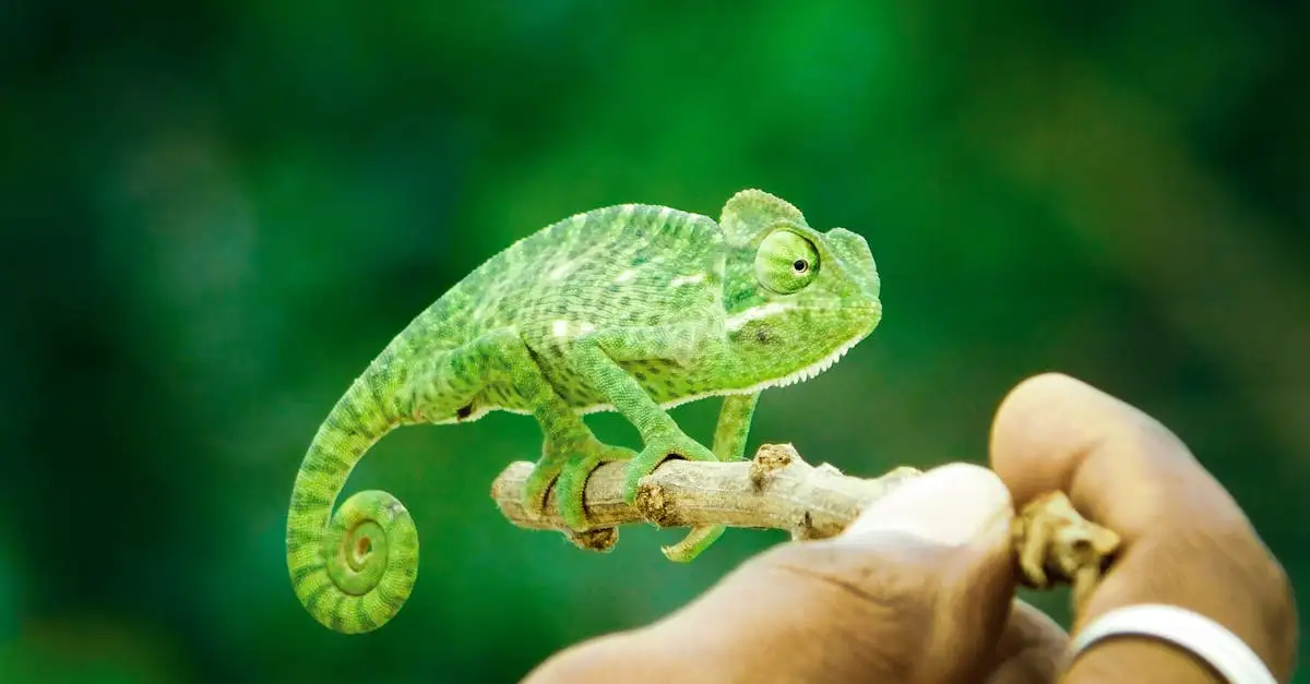 Hoe passen dieren zich aan bij veranderingen in hun leefgebied?