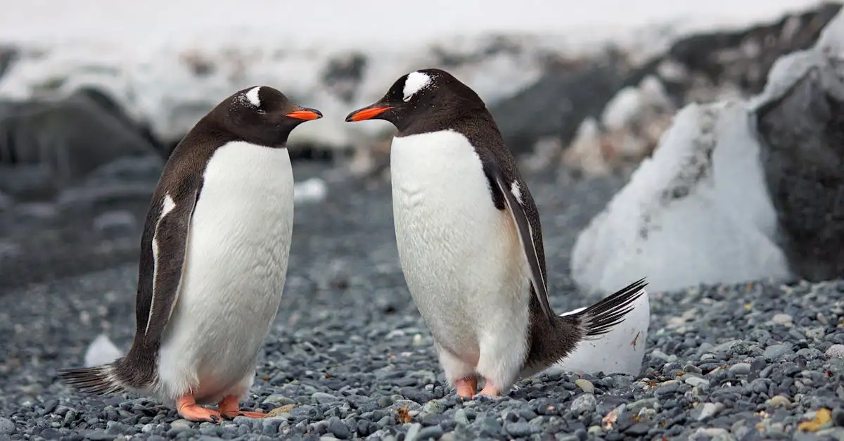 Hoe vinden pinguïns hun partner terug in een kolonie?