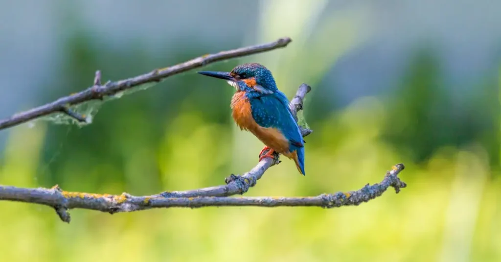 Hoe worden vogels ingedeeld in verschillende soorten?