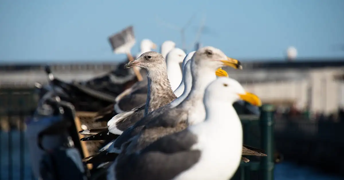 Hoe worden vogels ingedeeld in verschillende soorten?