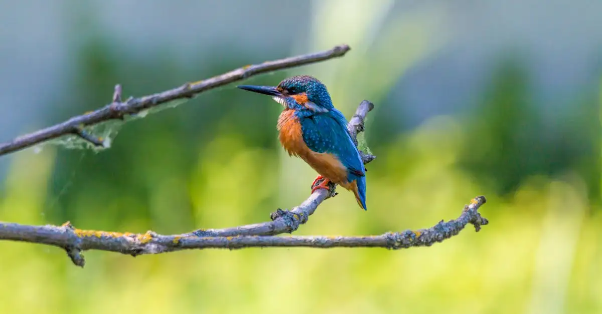 Hoe worden vogels ingedeeld in verschillende soorten?