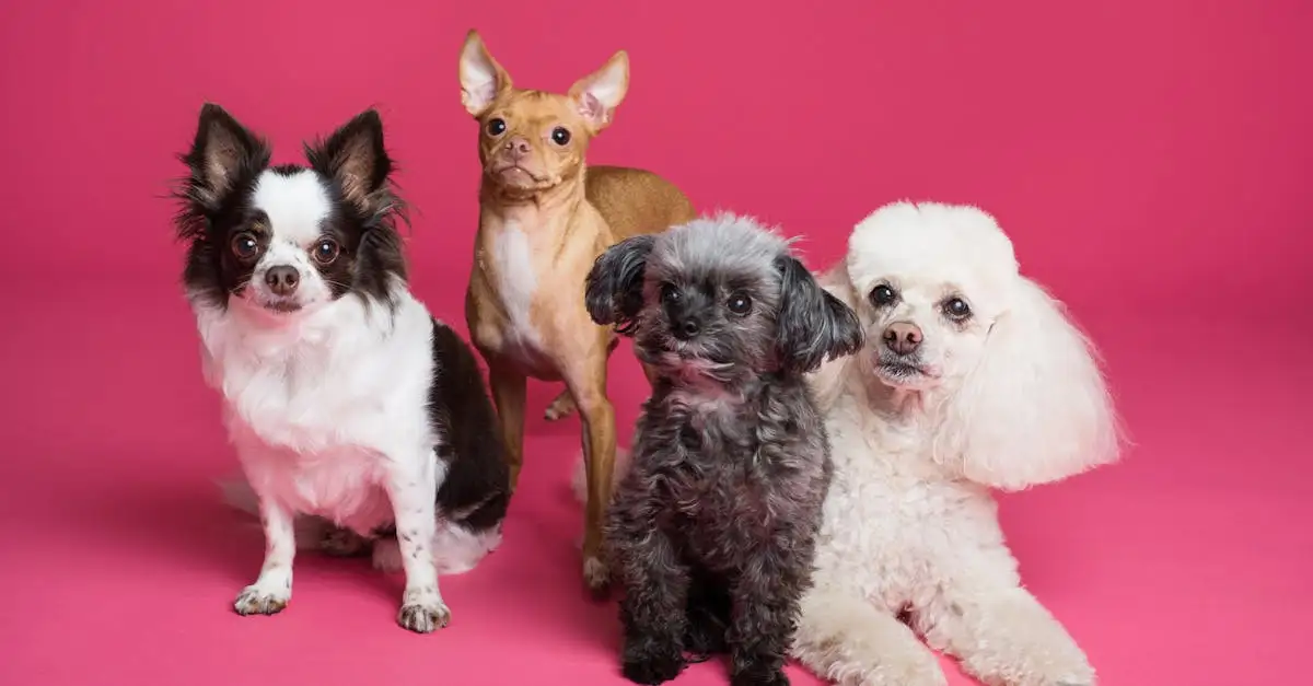 Hoe zijn gezelschapshonden zoals de Chihuahua ontstaan?