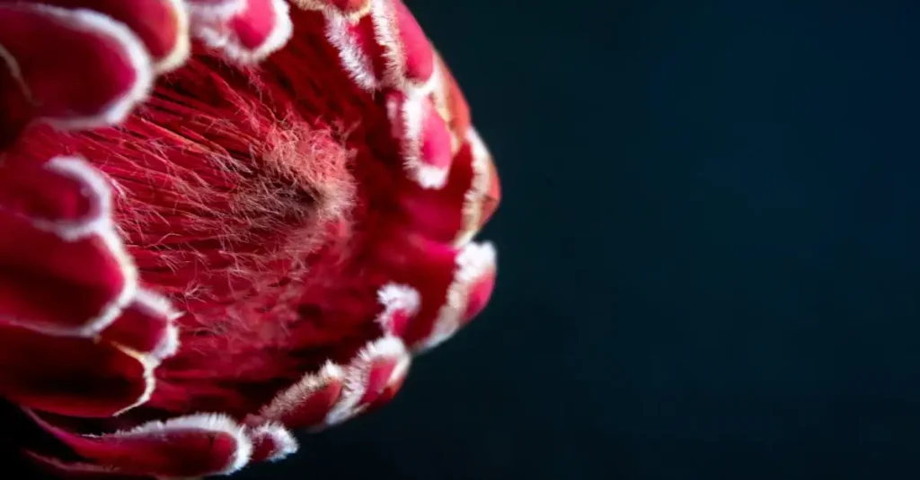 Hoeveel verschillende planten zijn er op de wereld?