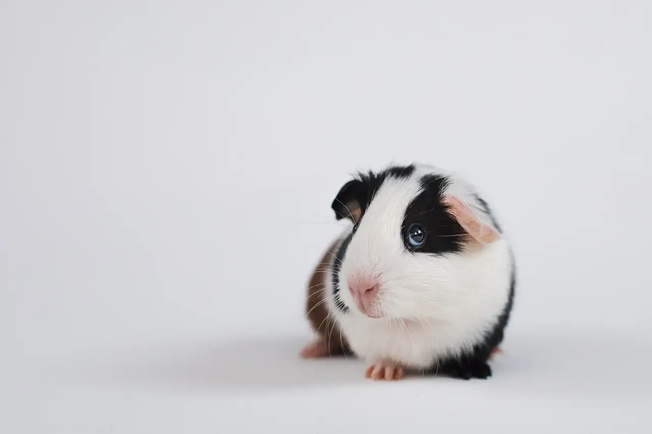 Mogen cavia's porseleinplantjes eten?