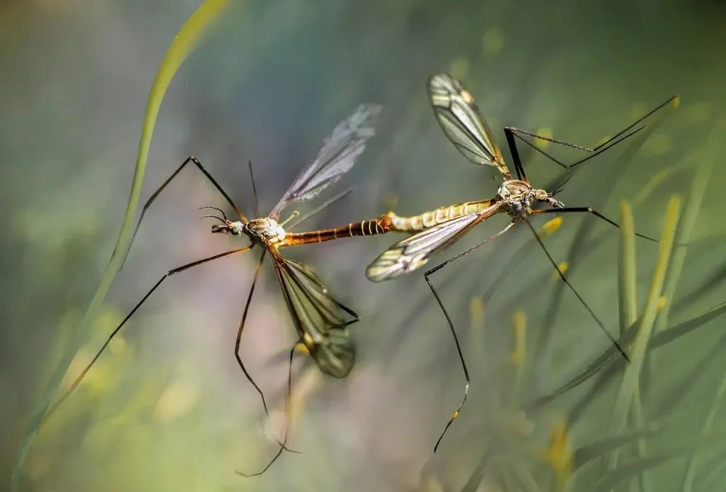 Muggen waar zijn ze goed voor? Ontdek hun rol in de natuur!