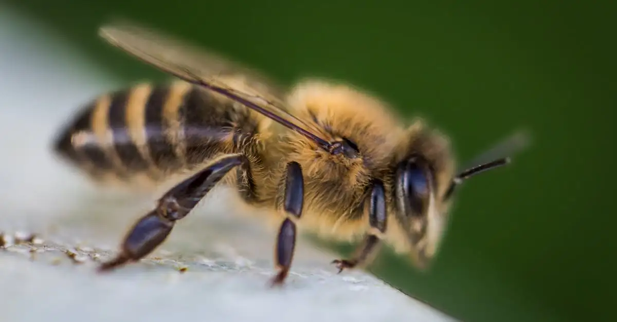 Propolis waar is het goed voor? Ontdek de voordelen en toepassingen!