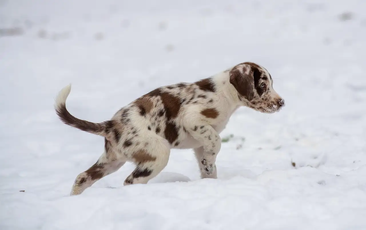 Puppy wisselen bij welke leeftijd? Ontdek de beste tips!