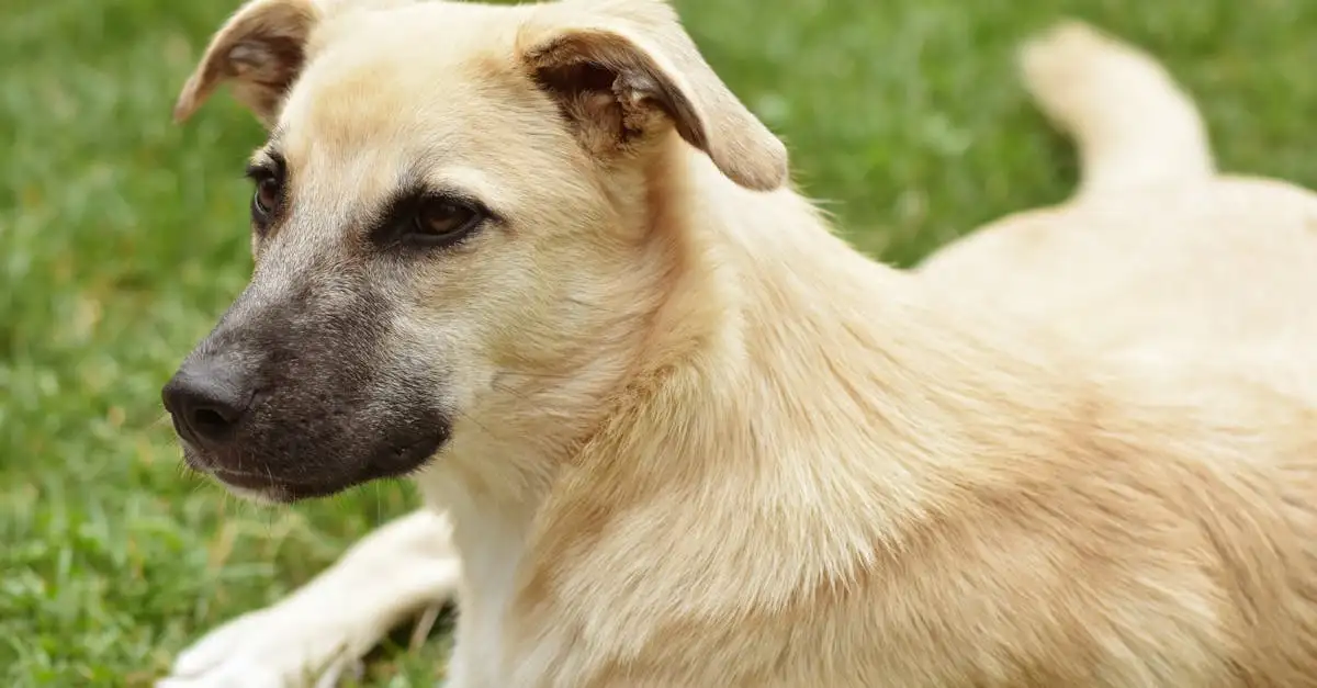 Puppytest: welke hond past bij mij? Ontdek jouw ideale maatje!