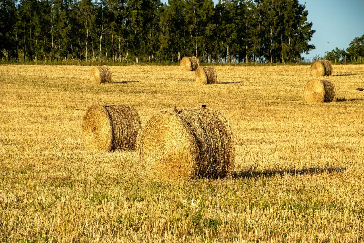 Waar is alfalfa goed voor? Ontdek de voordelen en toepassingen!