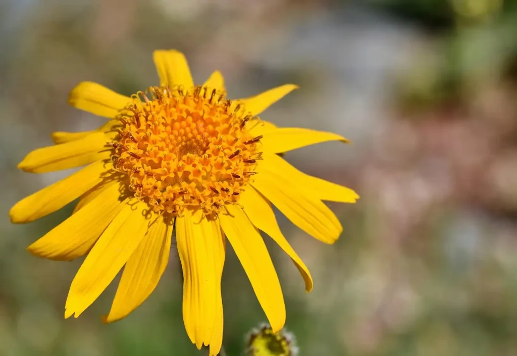 Waar is arnica d6 goed voor? Ontdek de voordelen en toepassingen!
