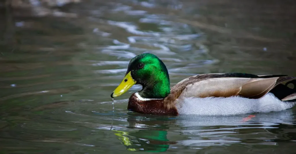 Waar is bruisend water goed voor? Ontdek de voordelen hier!