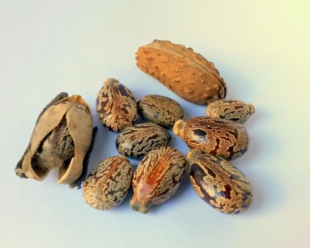 Waar is castor olie goed voor? Ontdek de voordelen en toepassingen!