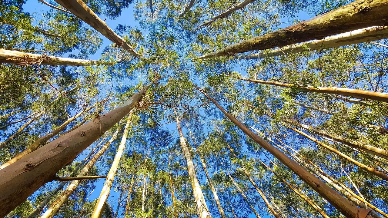 Waar is eucalyptus goed voor? Ontdek de voordelen en toepassingen!