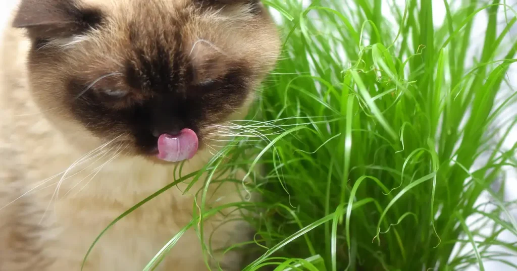 Waar is kattengras goed voor? Ontdek de voordelen voor je kat!