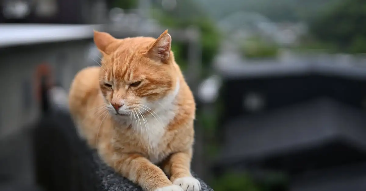 Waar is kattengras goed voor? Ontdek de voordelen voor je kat!