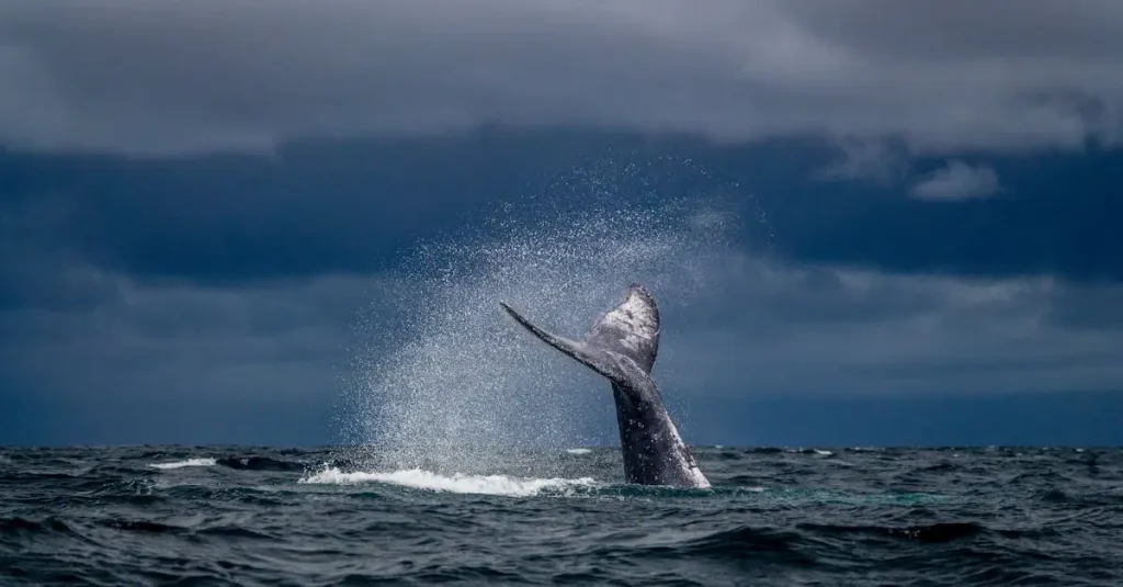 Waar kun je walvissen spotten in Hervey Bay?