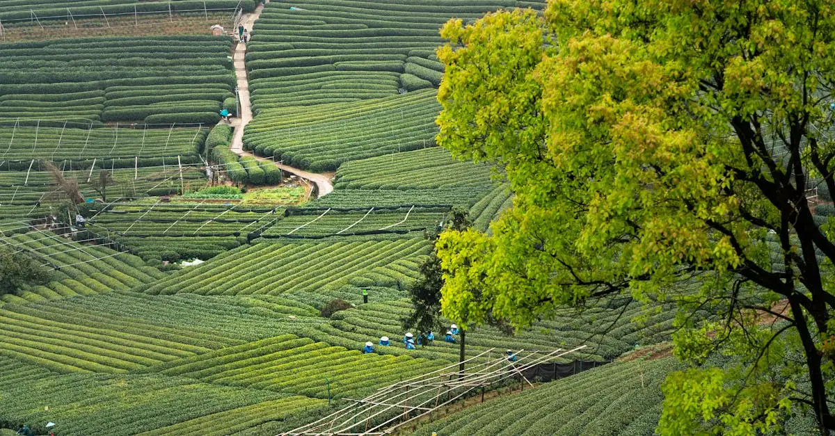 Waar vind je theeplantages in China? Ontdek het hier!