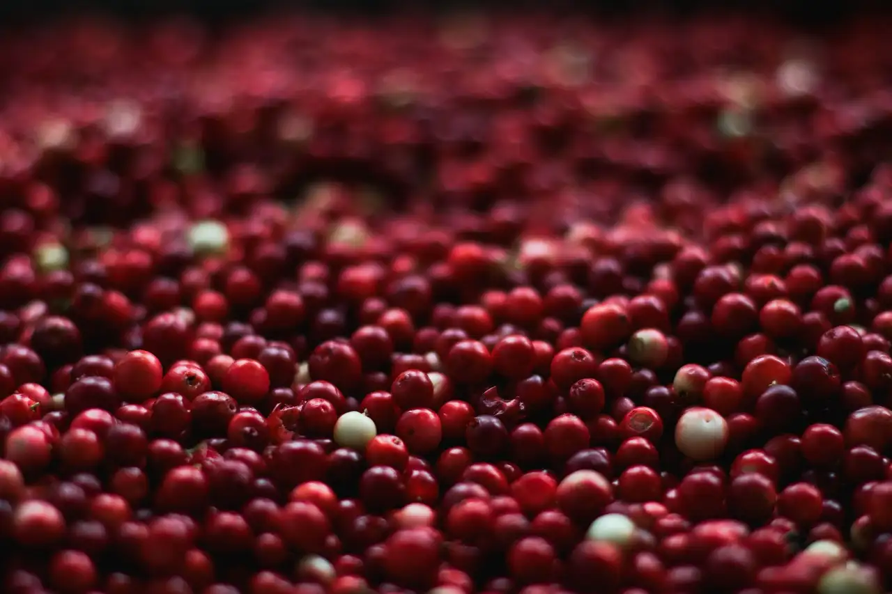 Waar zijn cranberries goed voor? Ontdek de gezondheidsvoordelen!