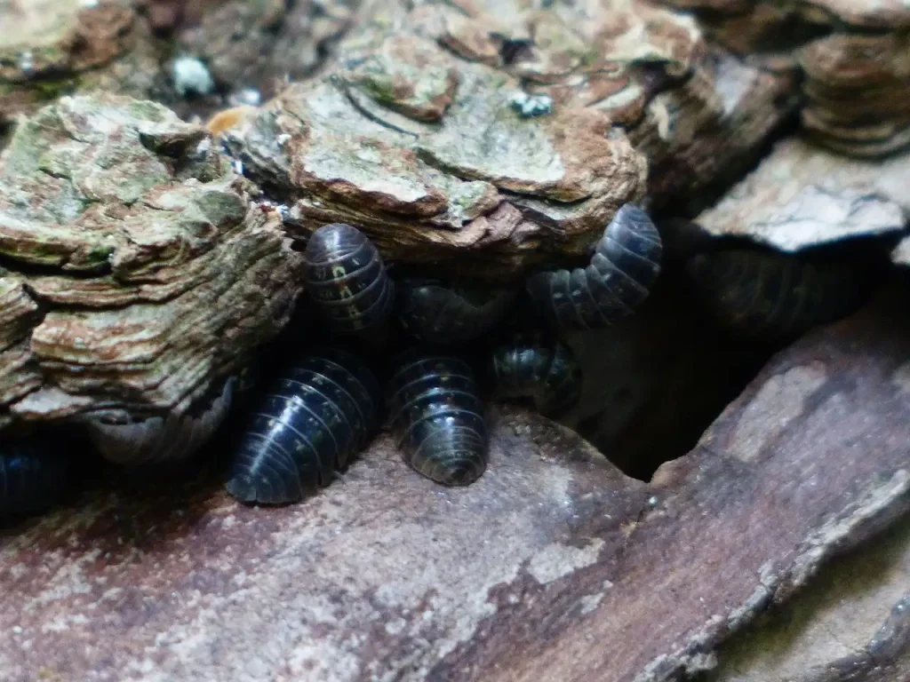 Waar zijn pissebedden goed voor? Ontdek hun rol in de natuur!